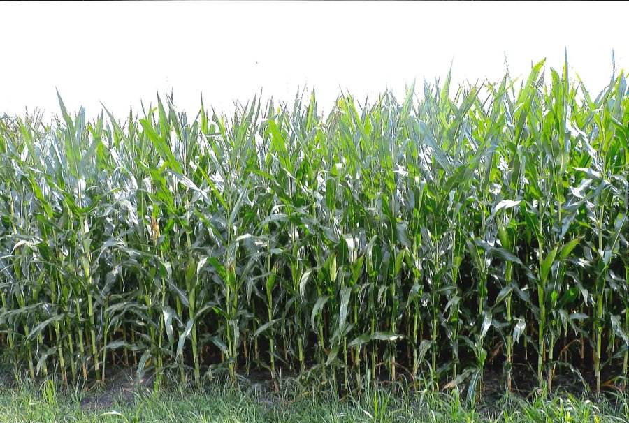 For sale: 40+/- Acre Grain Farm - Monon, Indiana